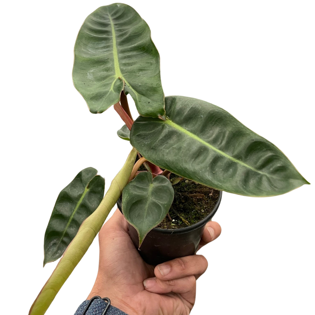 Philodendron billietiae