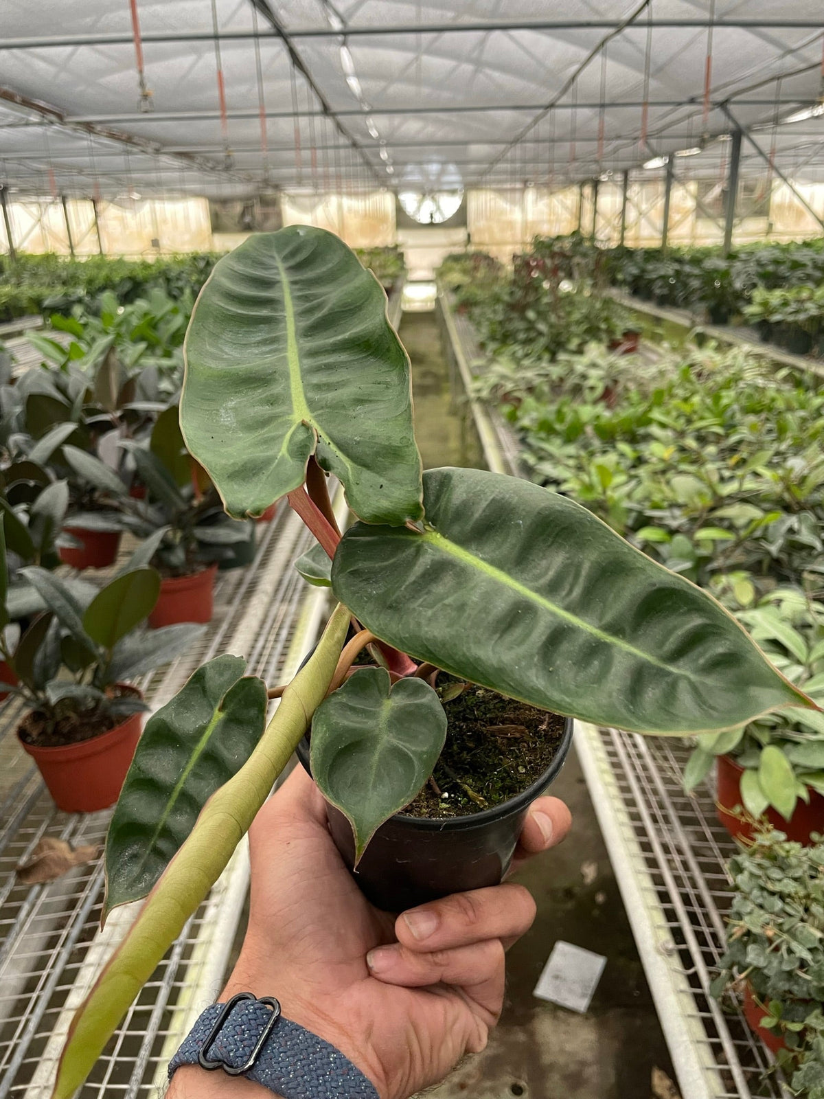 Philodendron billietiae