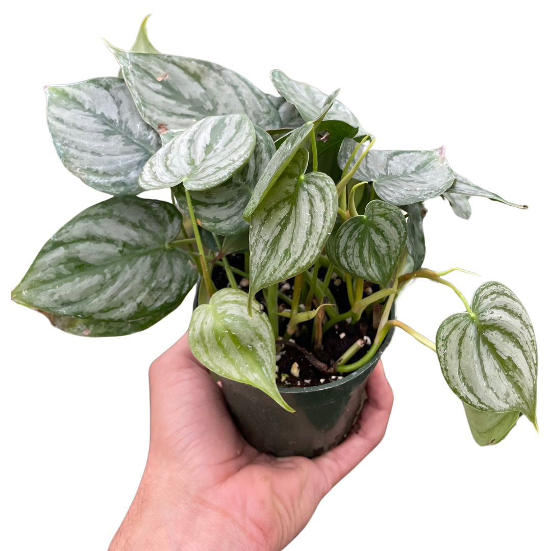 Philodendron brandtianum