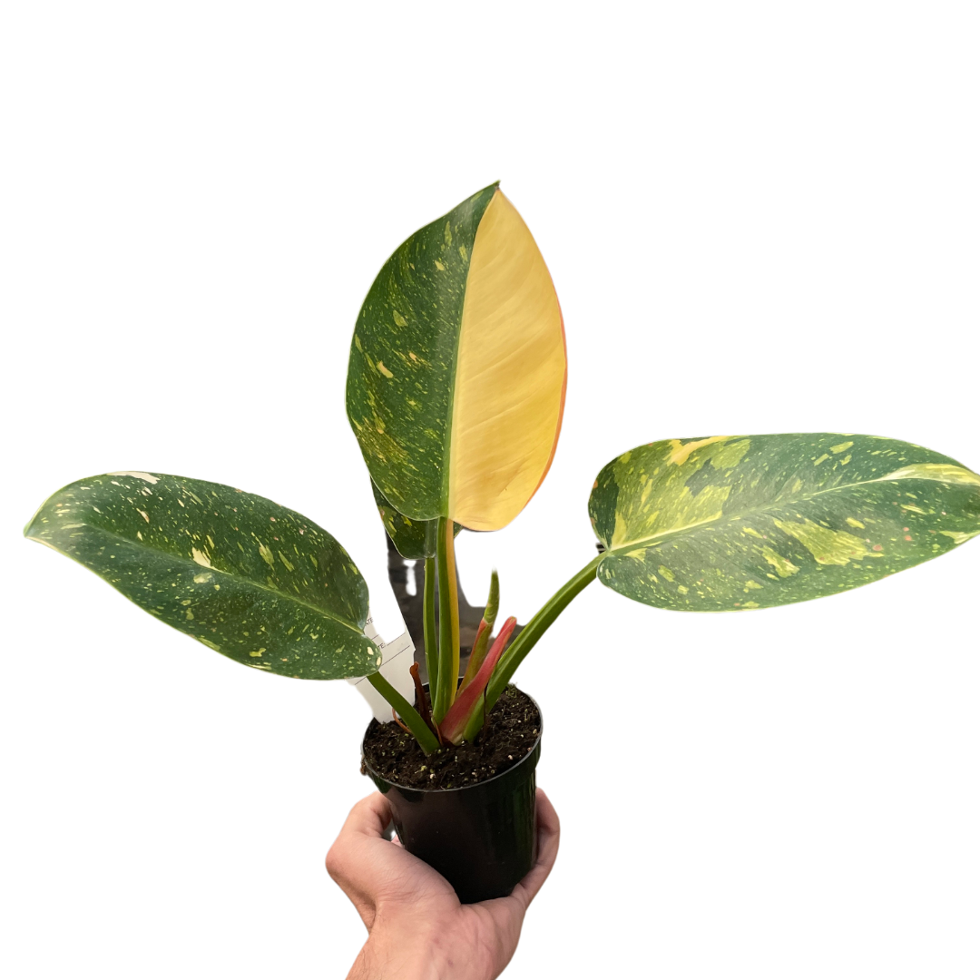 Philodendron 'Green Congo Variegated'