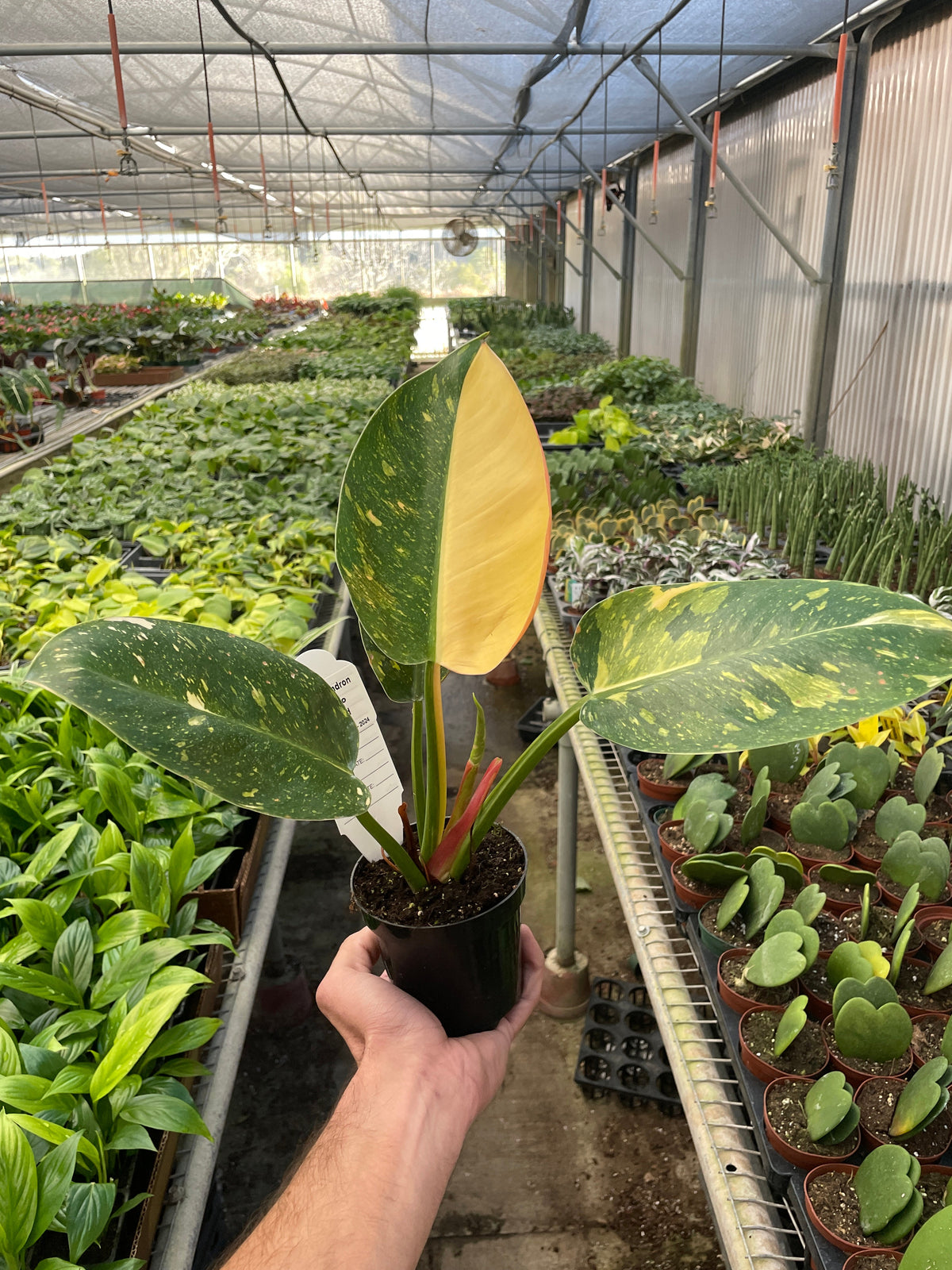 Philodendron 'Green Congo Variegated'