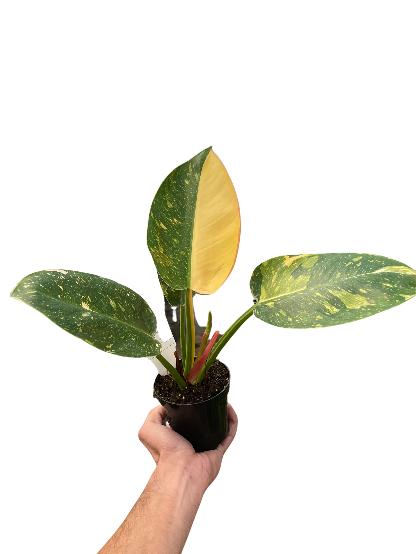 Philodendron 'Green Congo Variegated'