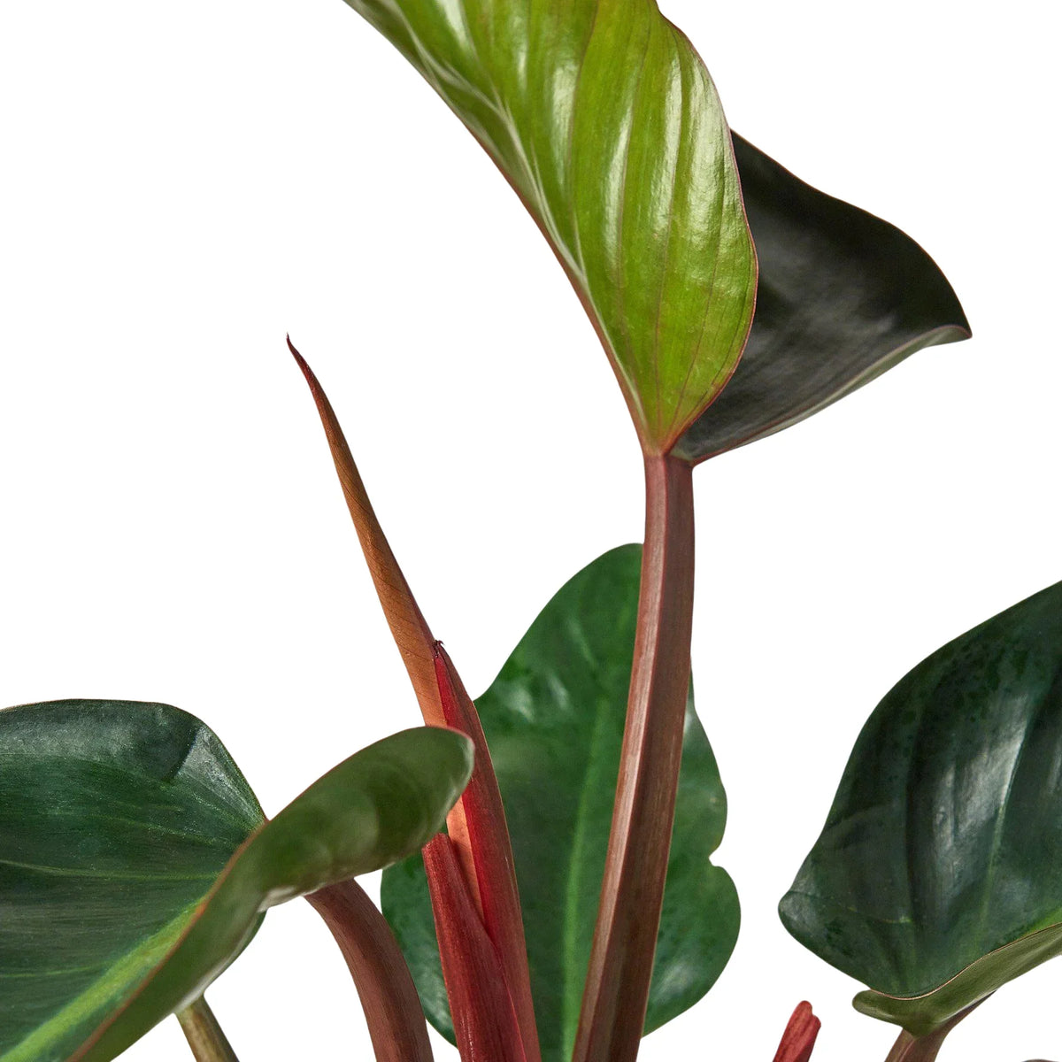 Philodendron 'Rojo Congo'