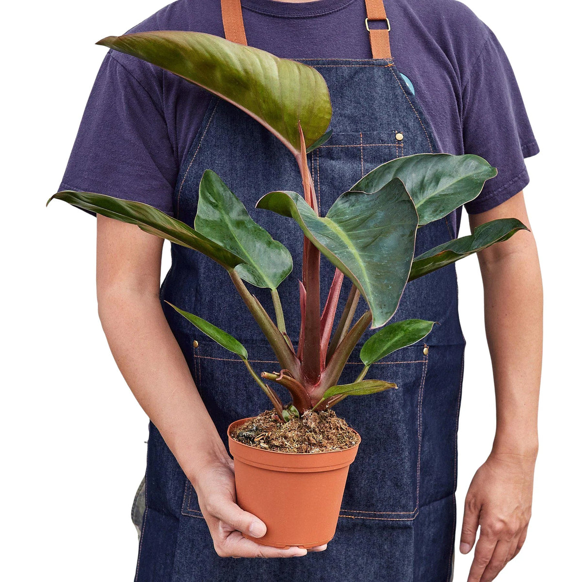 Philodendron 'Rojo Congo'