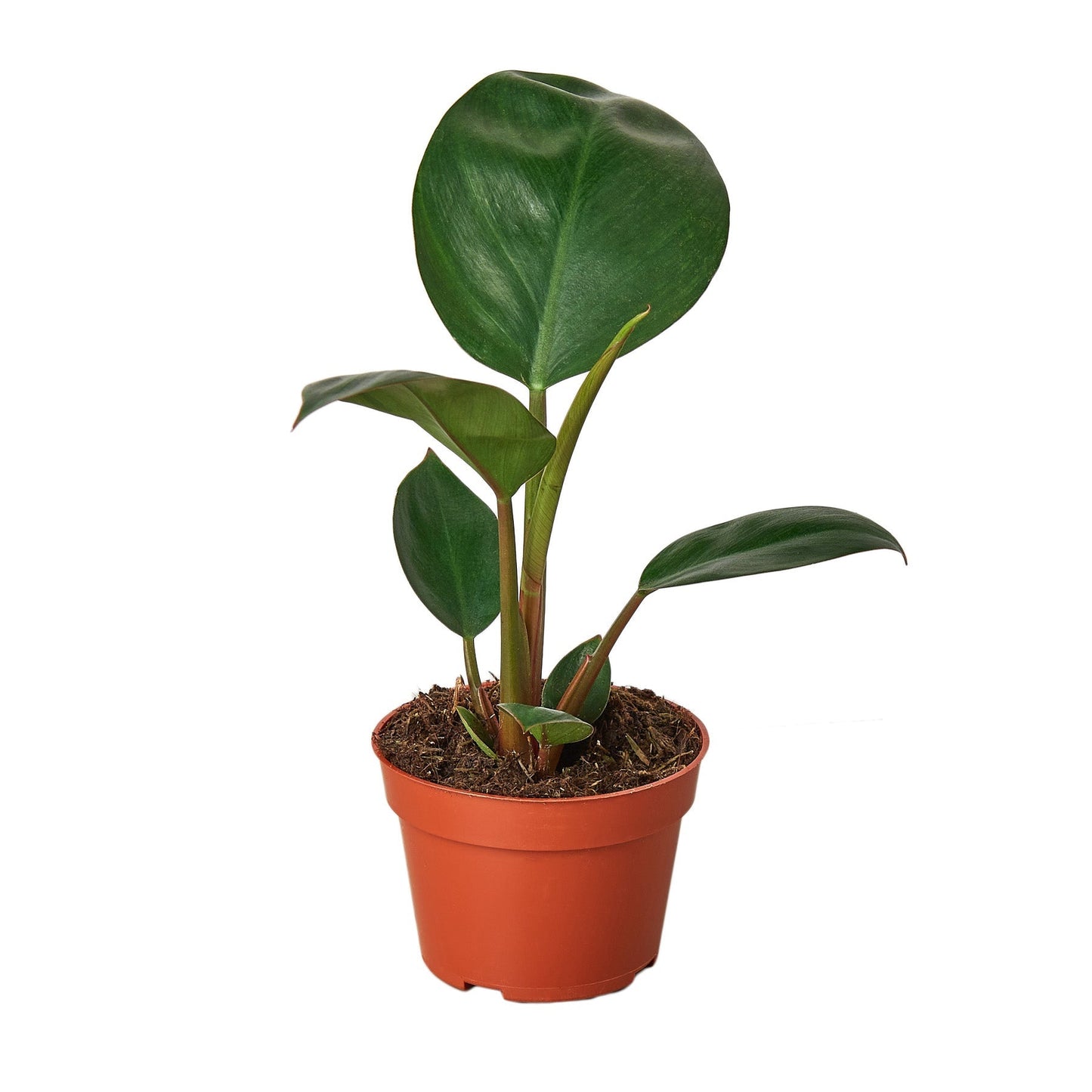 Philodendron 'Rojo Congo'