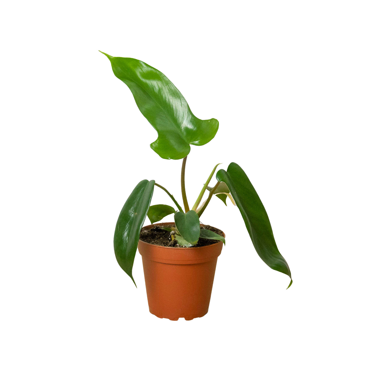 Philodendron 'Florida'