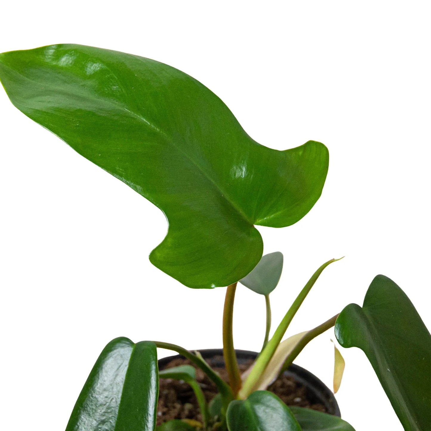 Philodendron 'Florida'