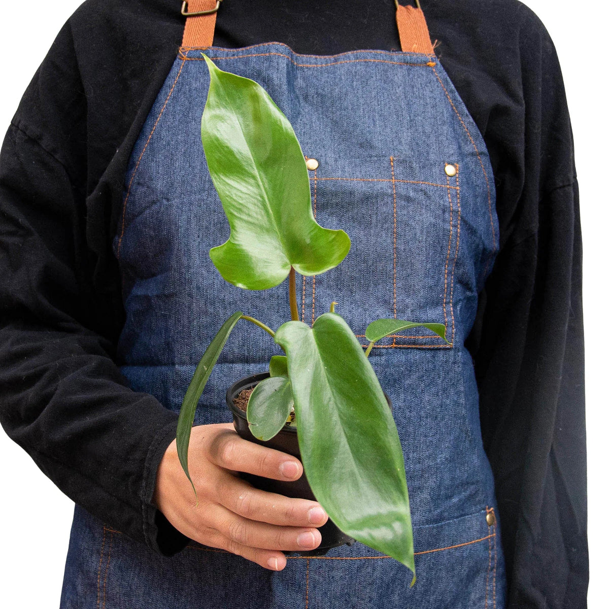 Philodendron 'Florida'