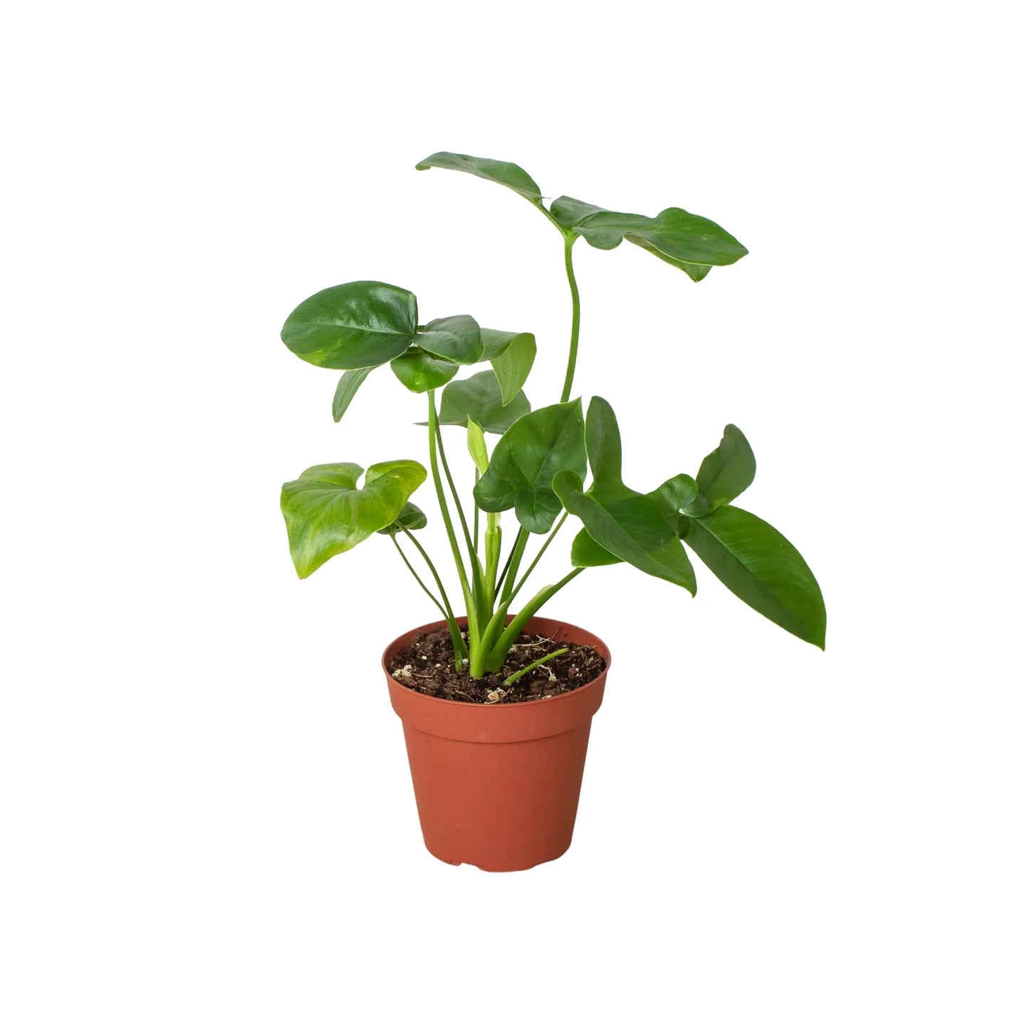 Philodendron goeldii 'Fun bun'