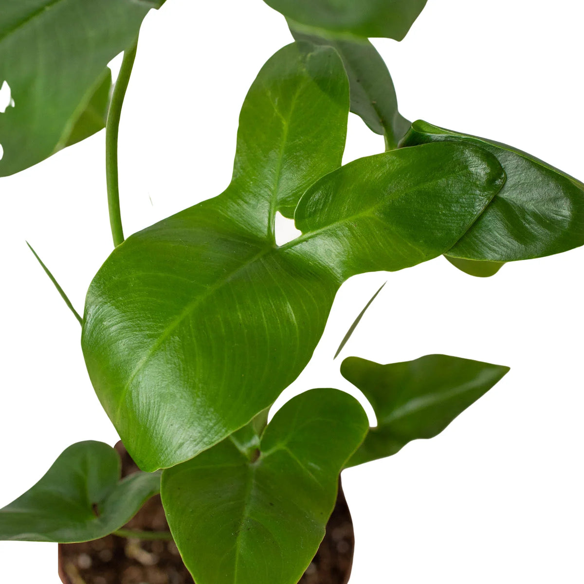 Philodendron goeldii 'Fun bun'