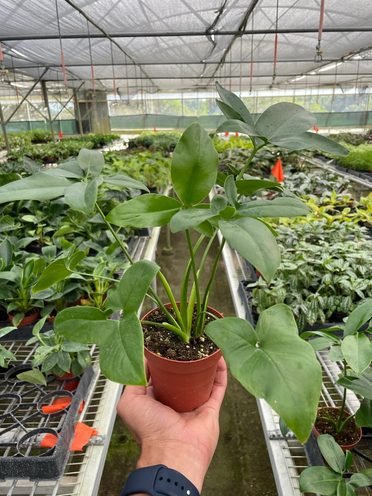 Philodendron goeldii 'Fun bun'