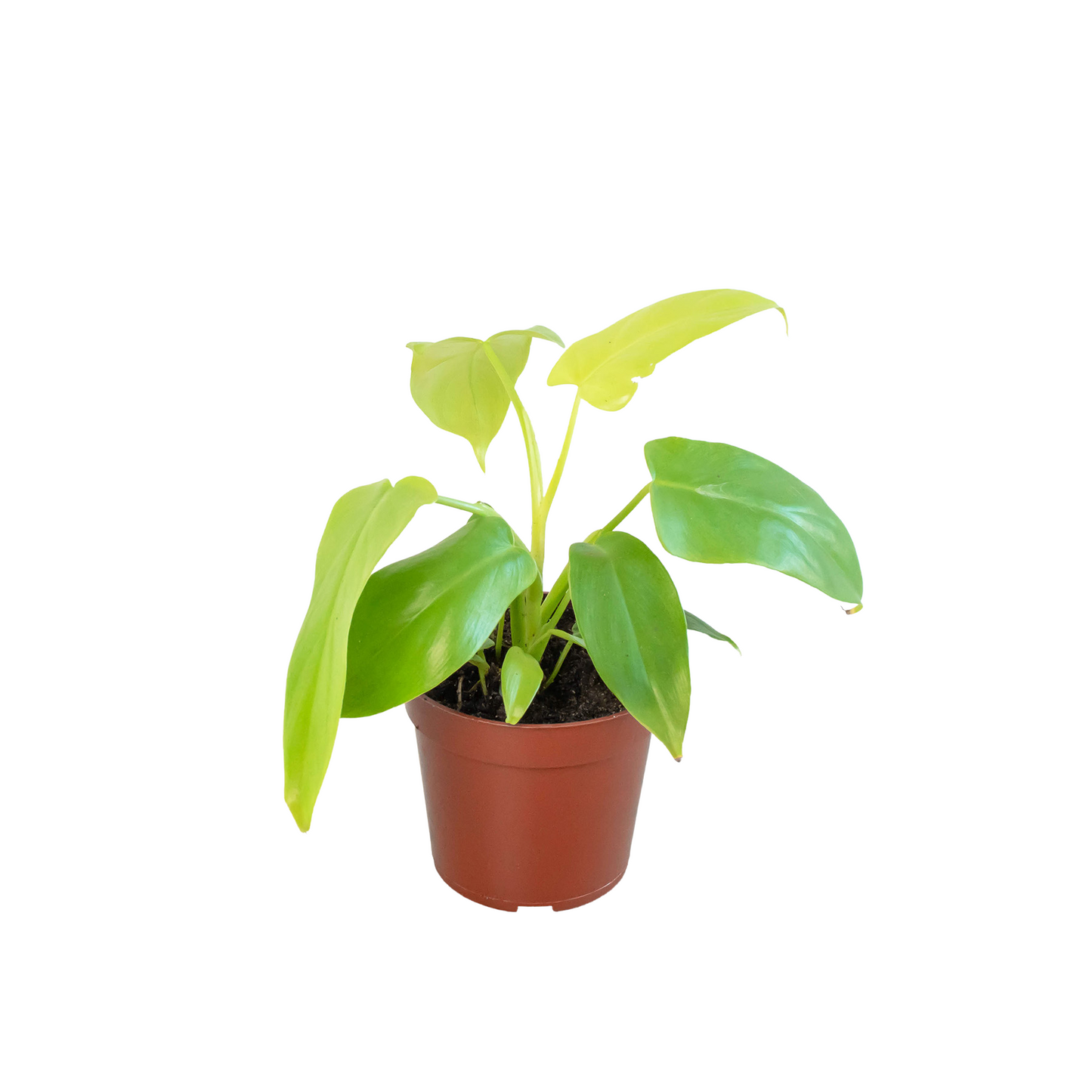 Philodendron 'Aurea'
