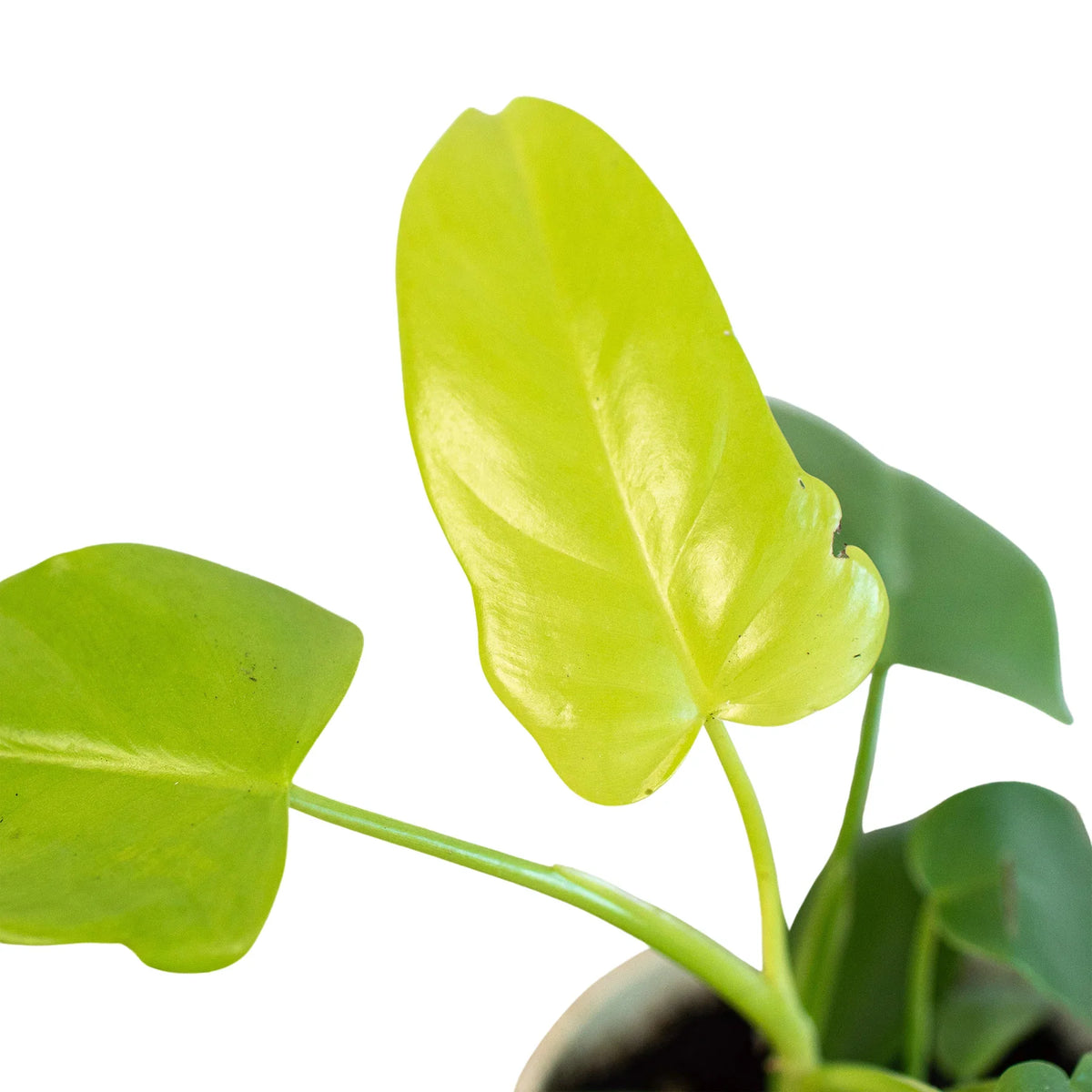 Philodendron 'Aurea'