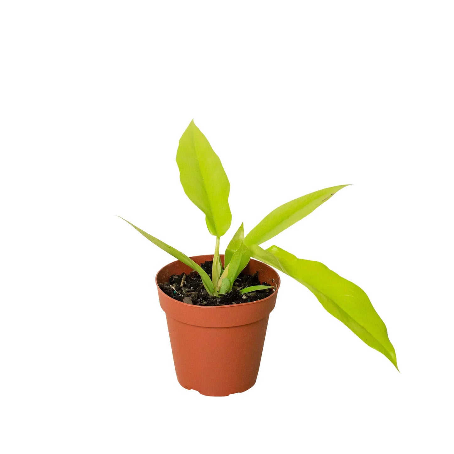 Philodendron 'Golden Ring of Fire'