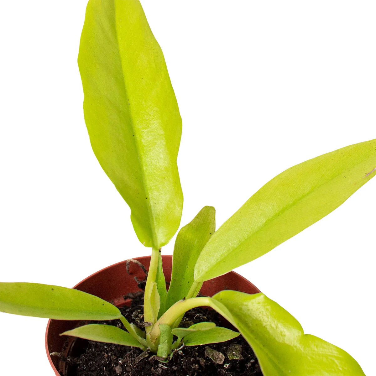 Philodendron 'Golden Ring of Fire'