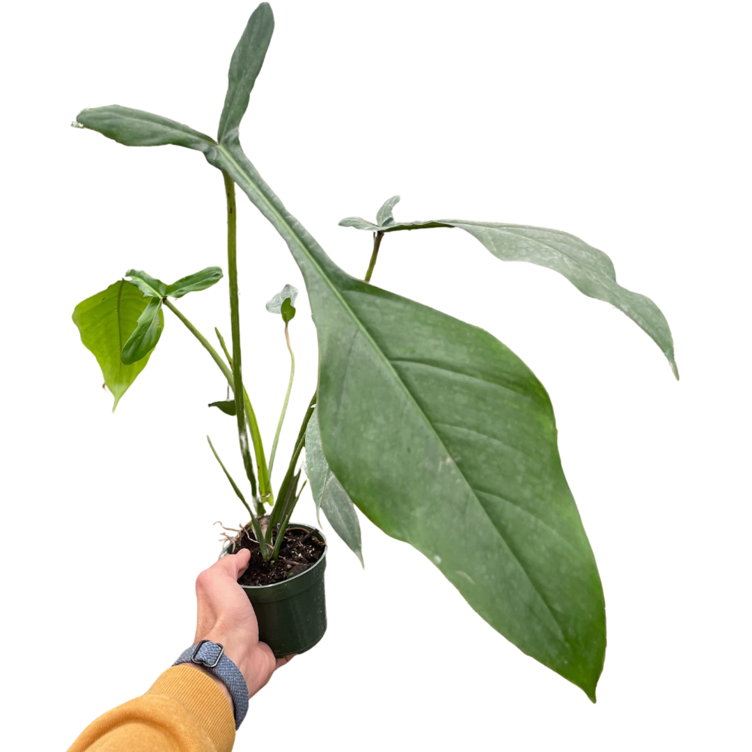 Philodendron joepii