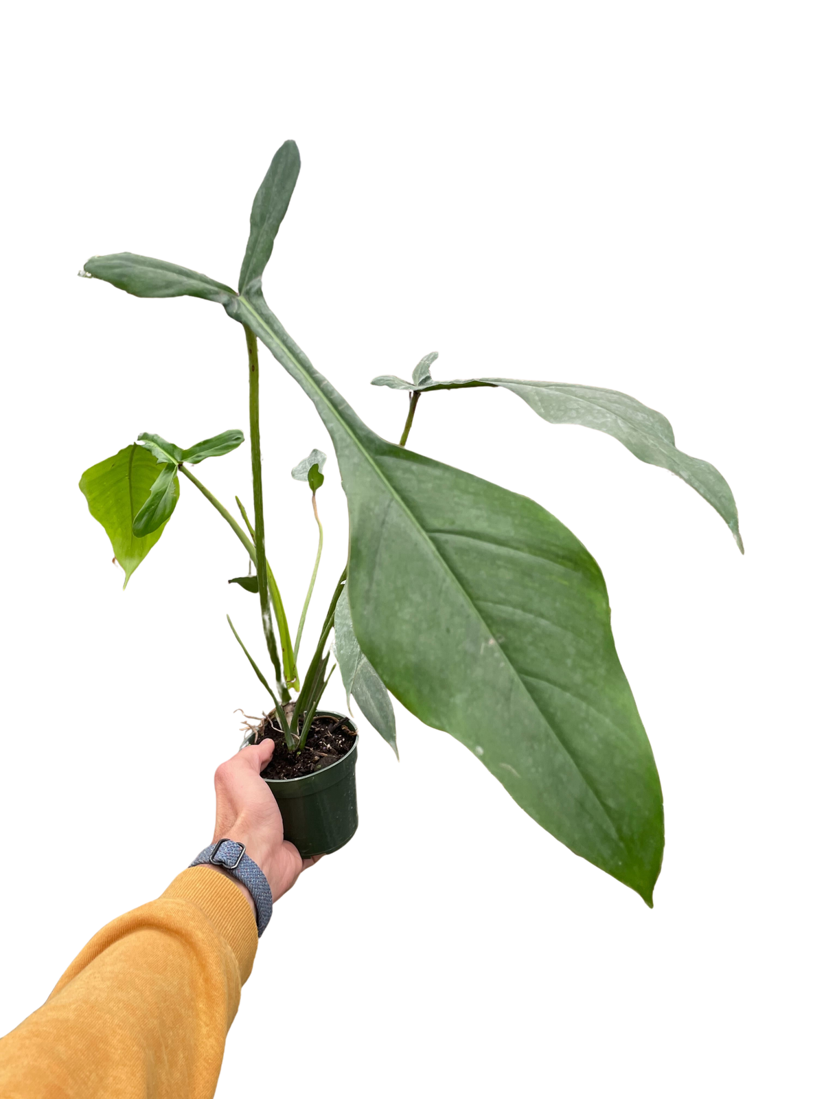 Philodendron joepii