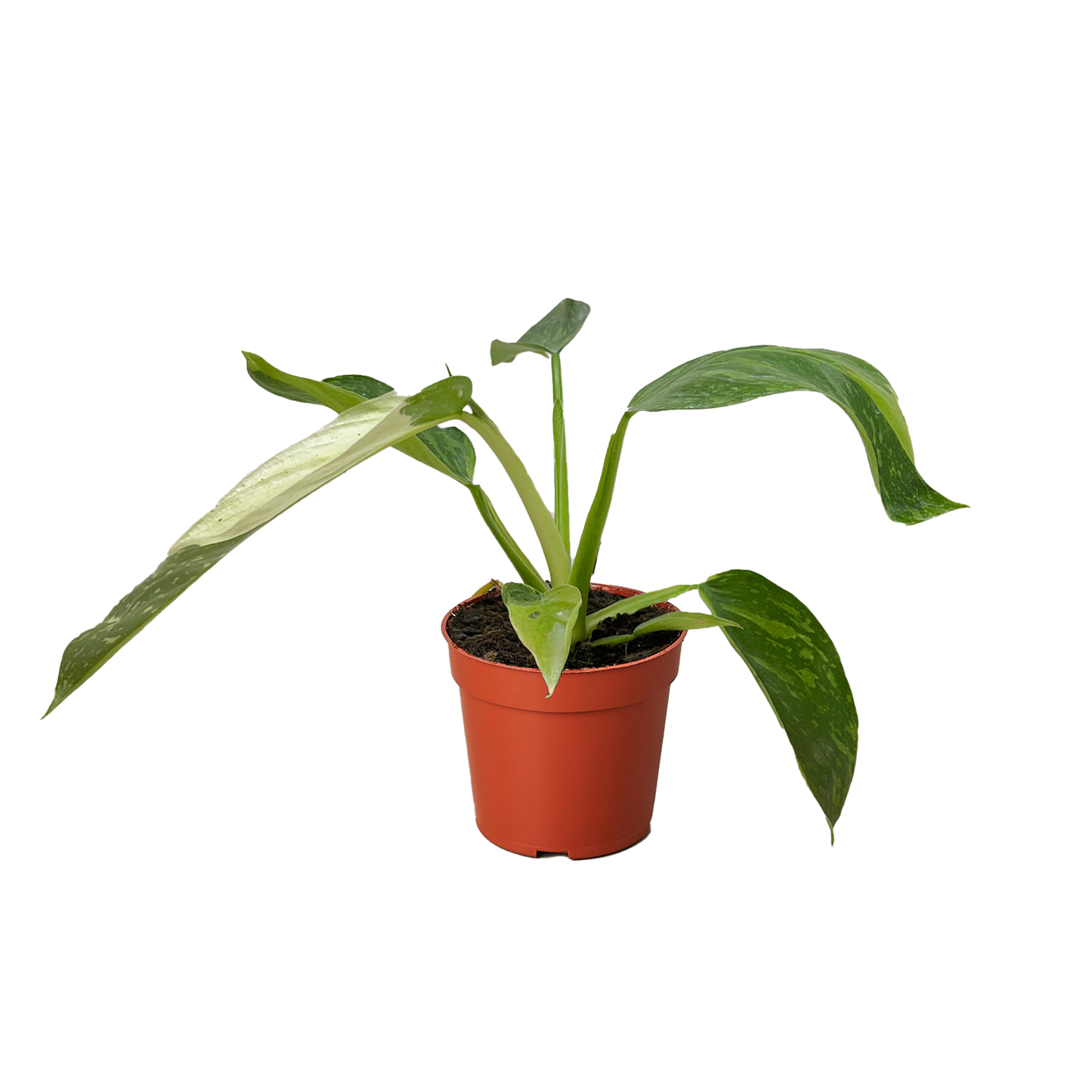 Philodendron 'Jose Bueno'