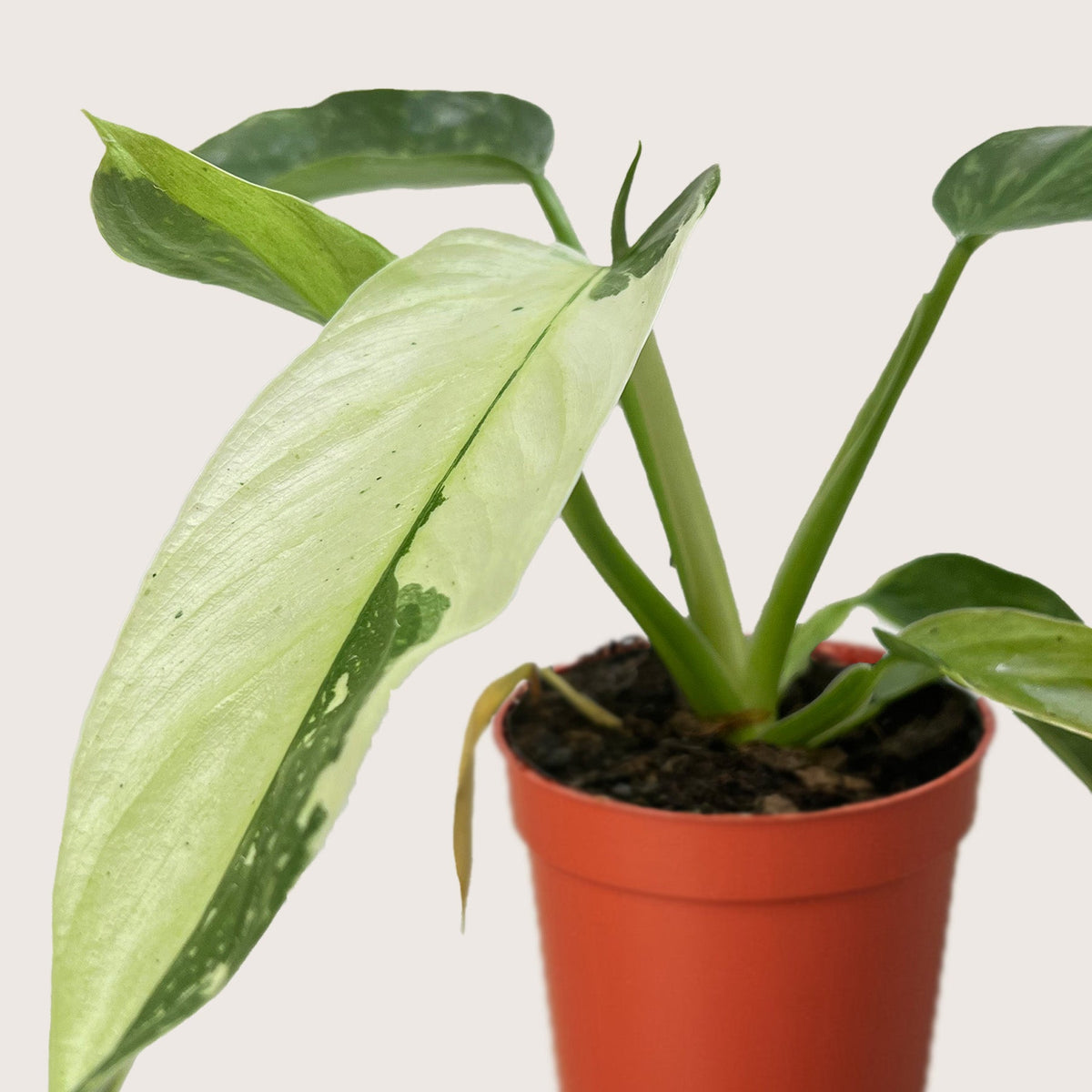 Philodendron 'Jose Bueno'