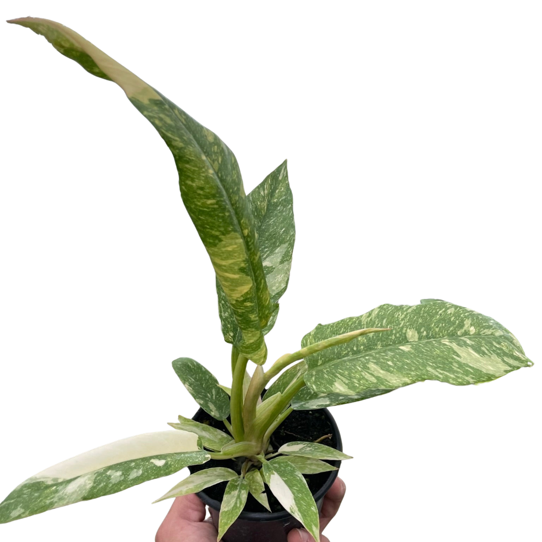 Philodendron 'Ring of Fire'