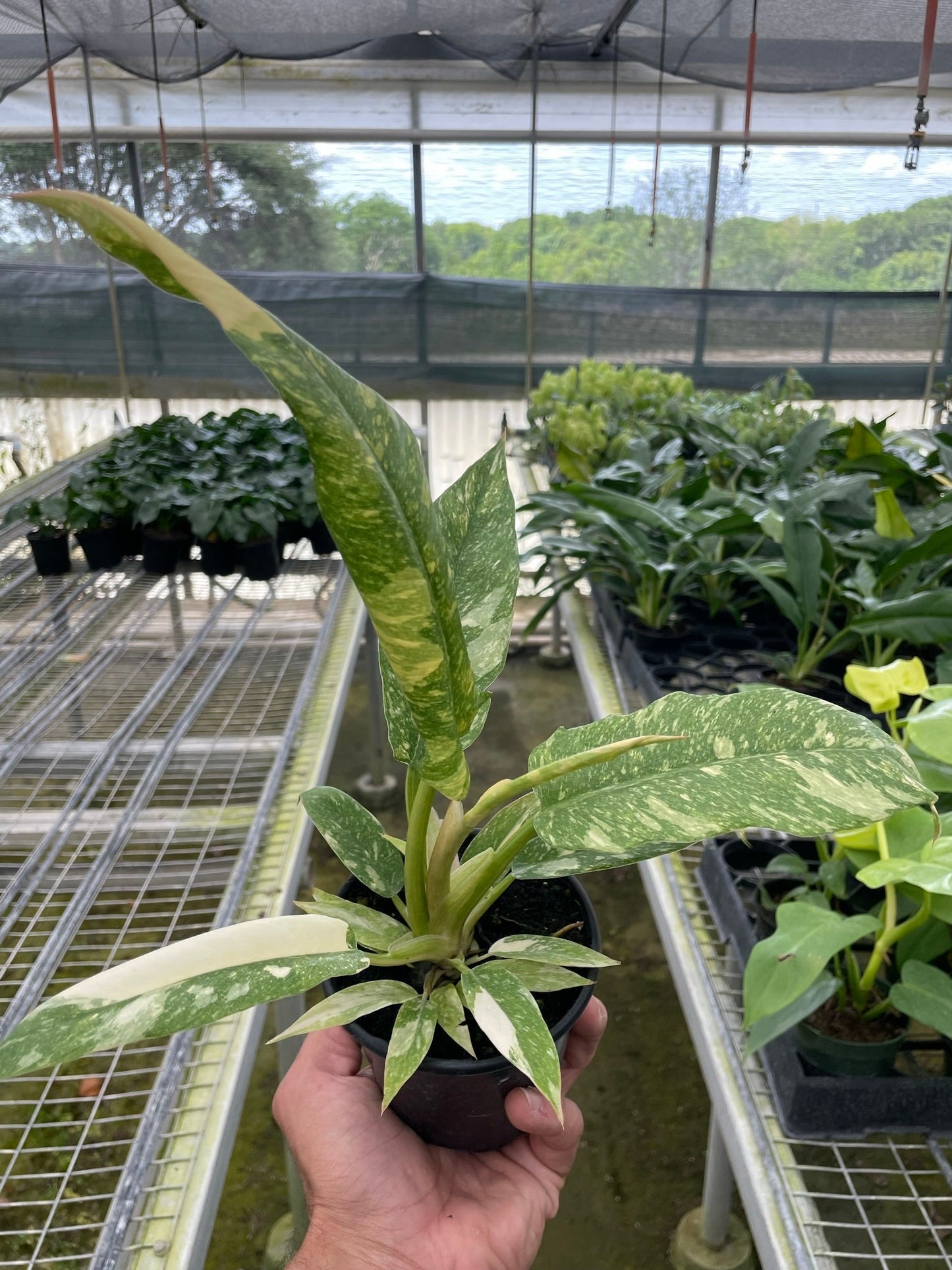 Philodendron 'Ring of Fire'