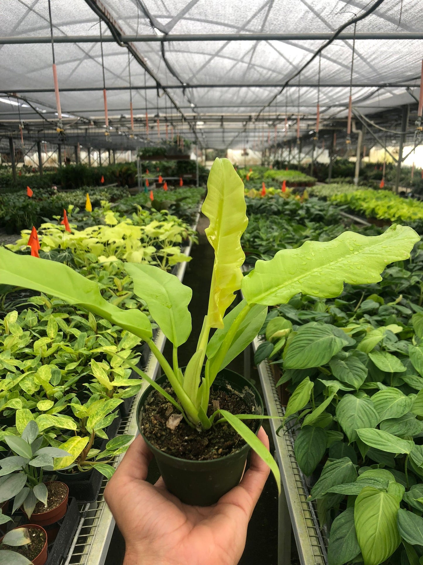 Philodendron 'Golden Ring of Fire'