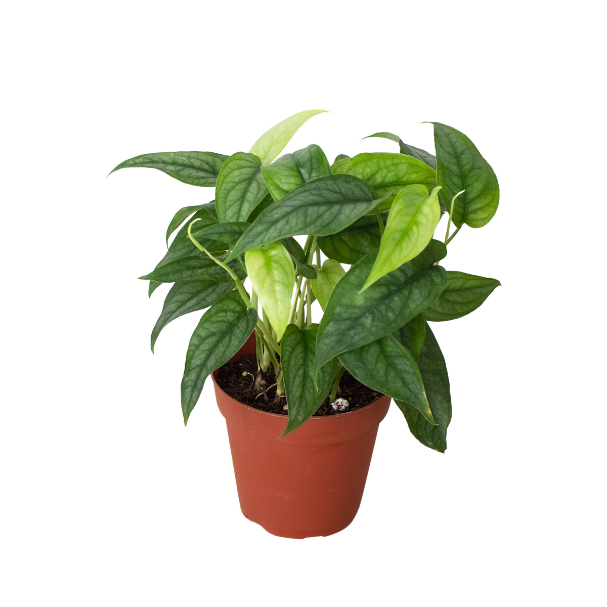 Monstera siltepecana