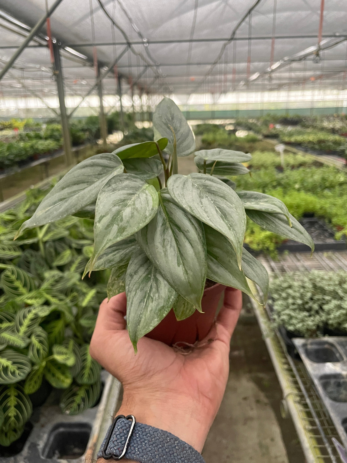 Philodendron sodiroi