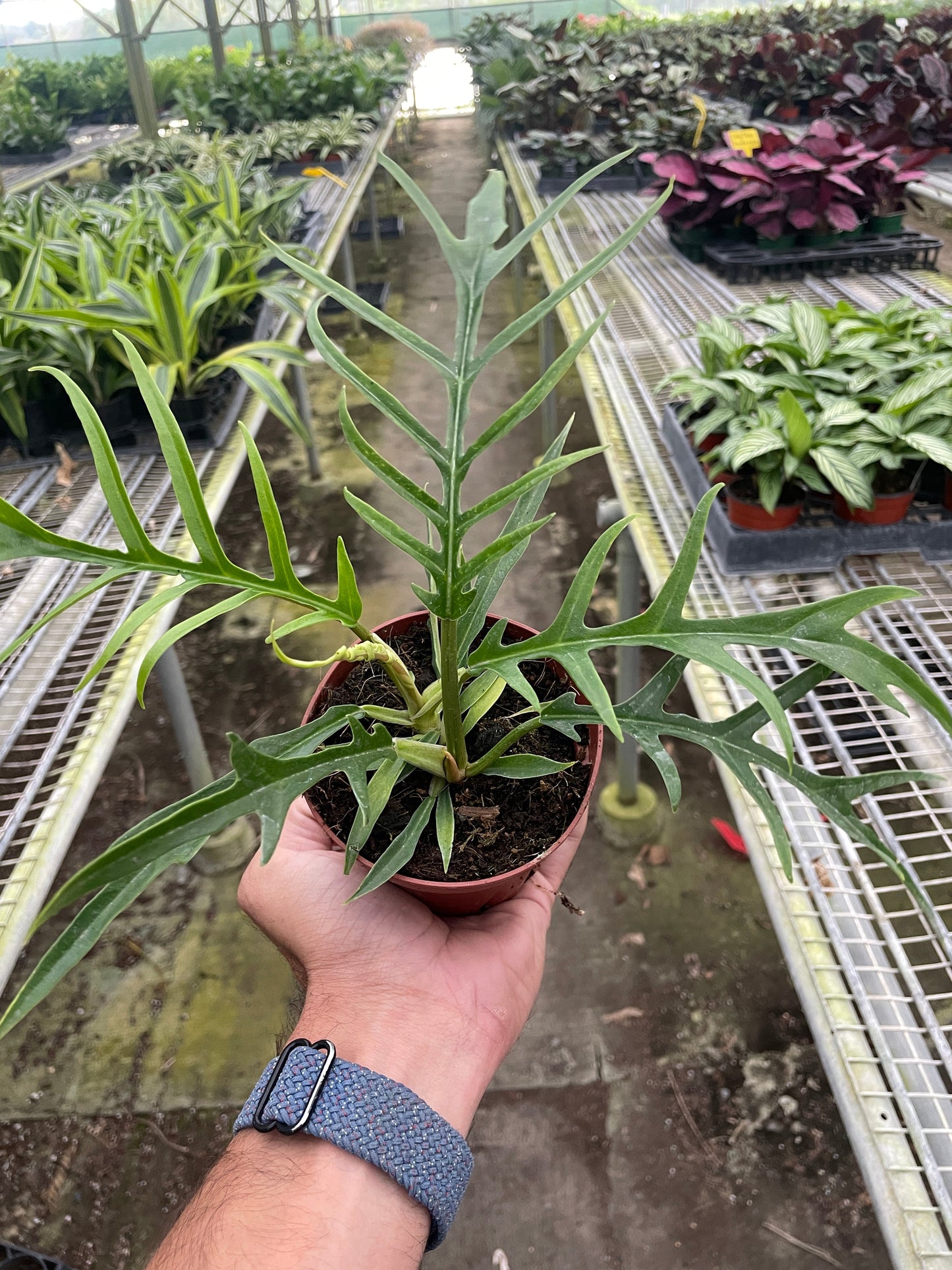 Philodendron tortum