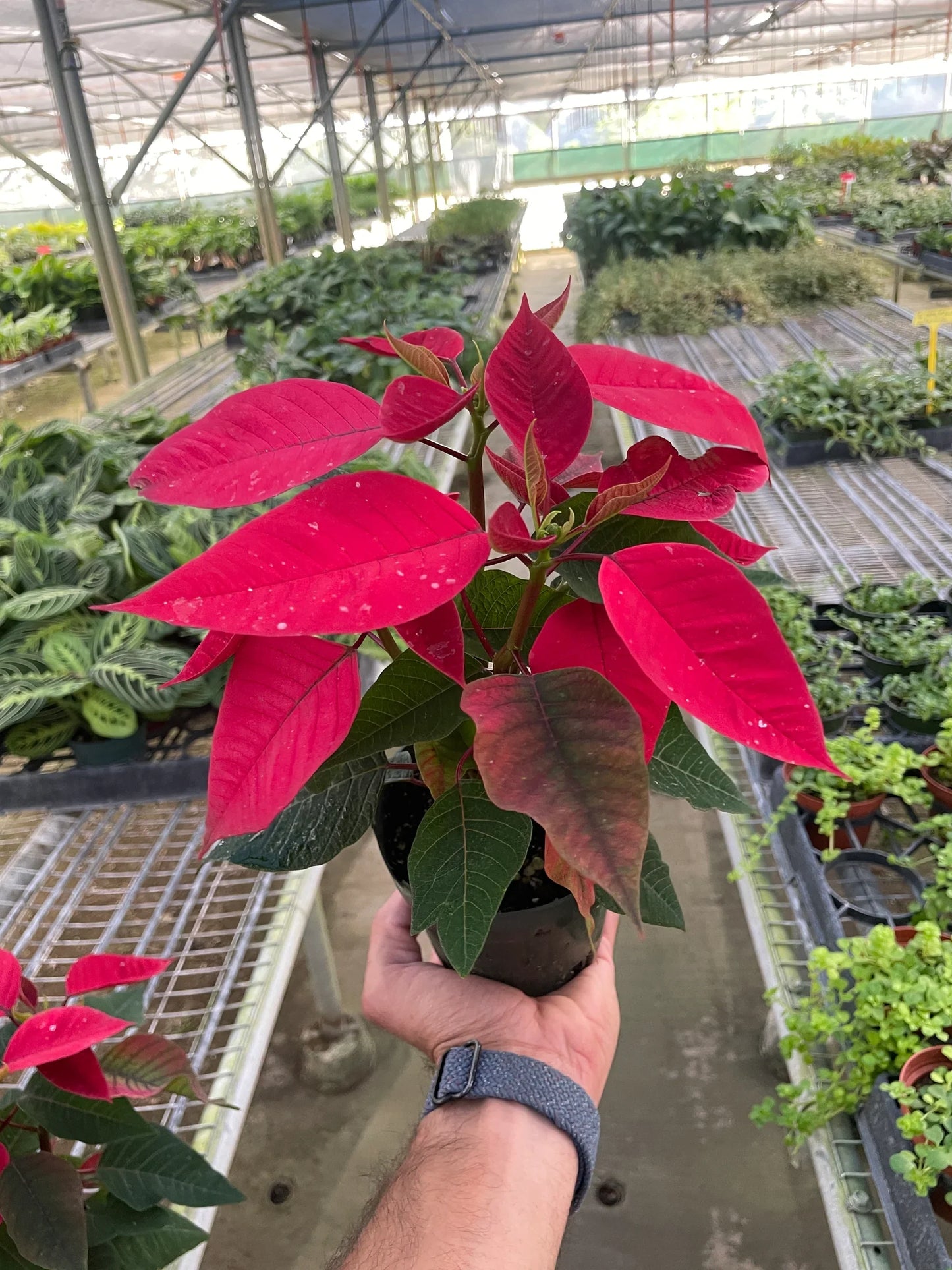 Poinsettia Red