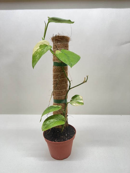 Satin pothos 'Jade Satin Variegata'