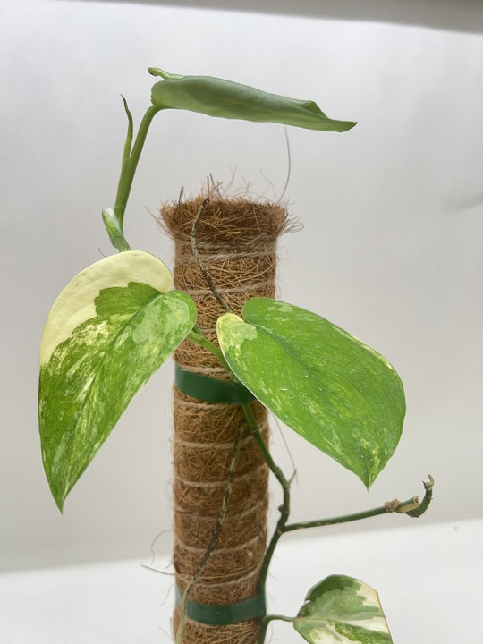 Satin pothos 'Jade Satin Variegata'