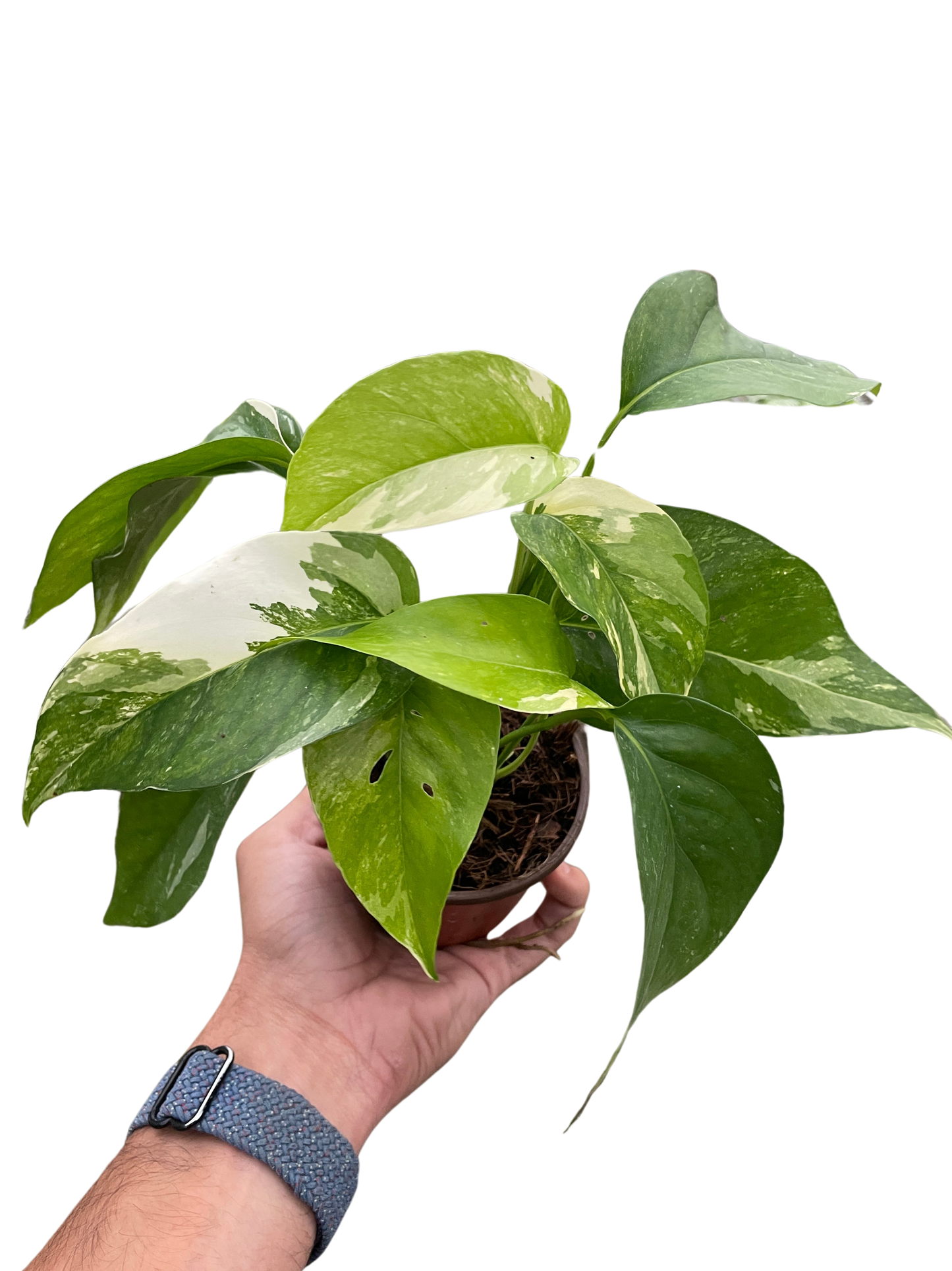 Epipremnum pinnatum 'Variegata'