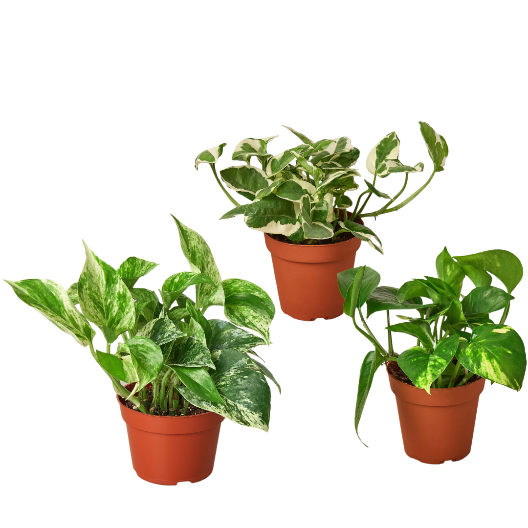 Pothos Variety Pack