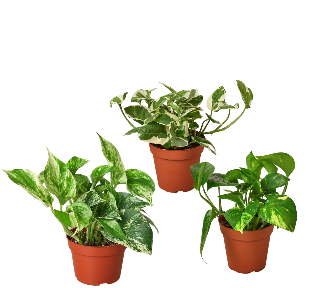 Pothos Variety Pack