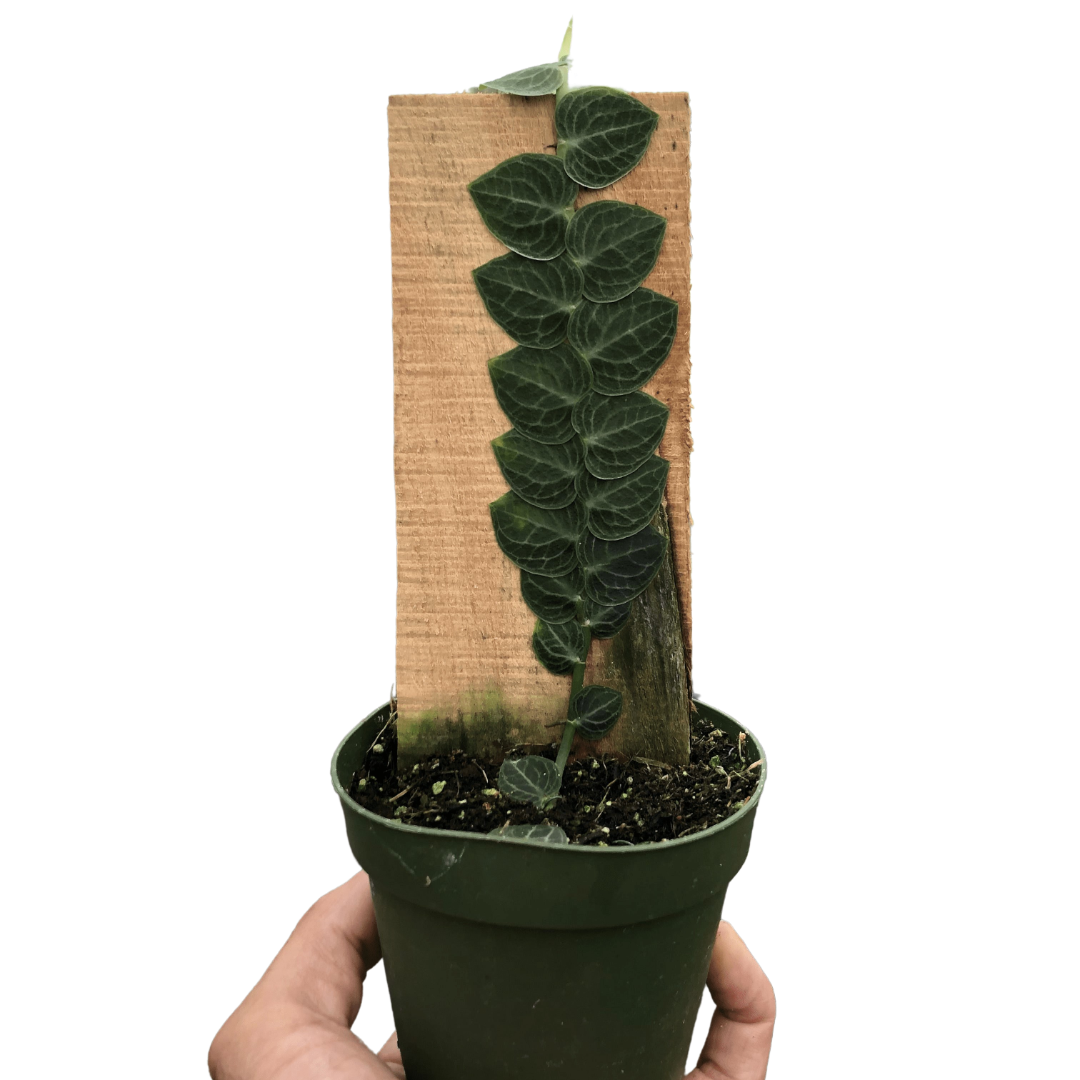 Rhaphidophora cryptantha