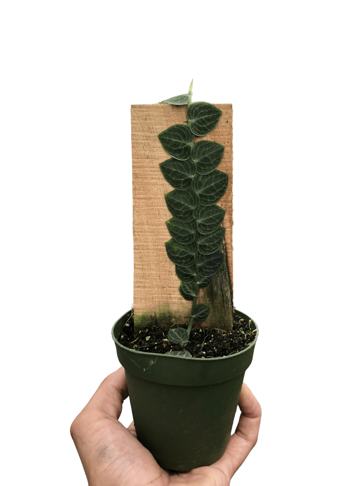 Rhaphidophora cryptantha