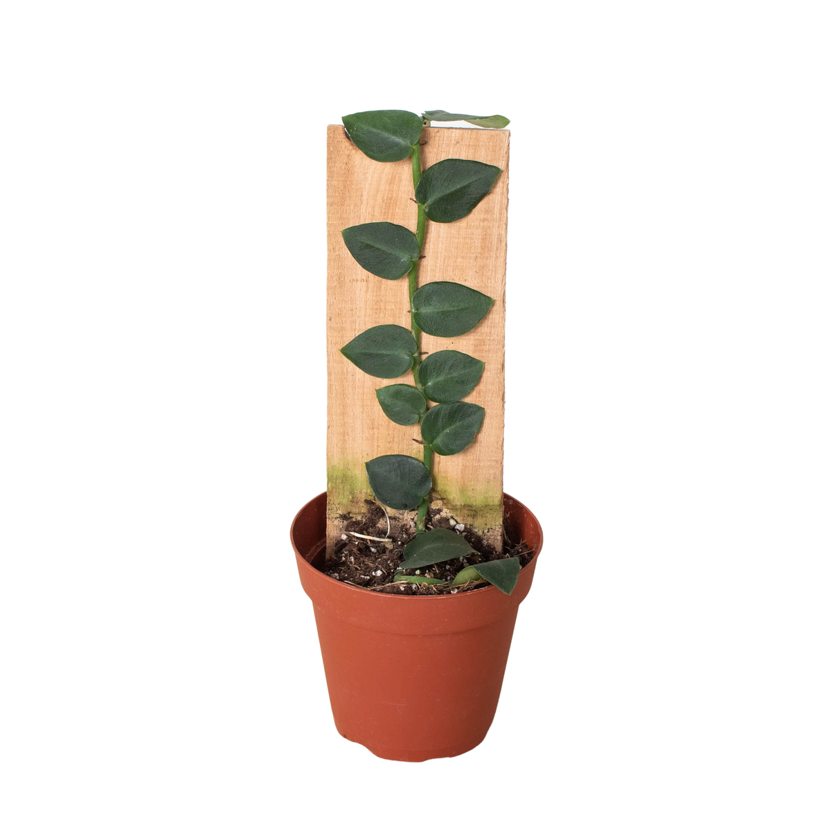 Rhaphidophora hayi