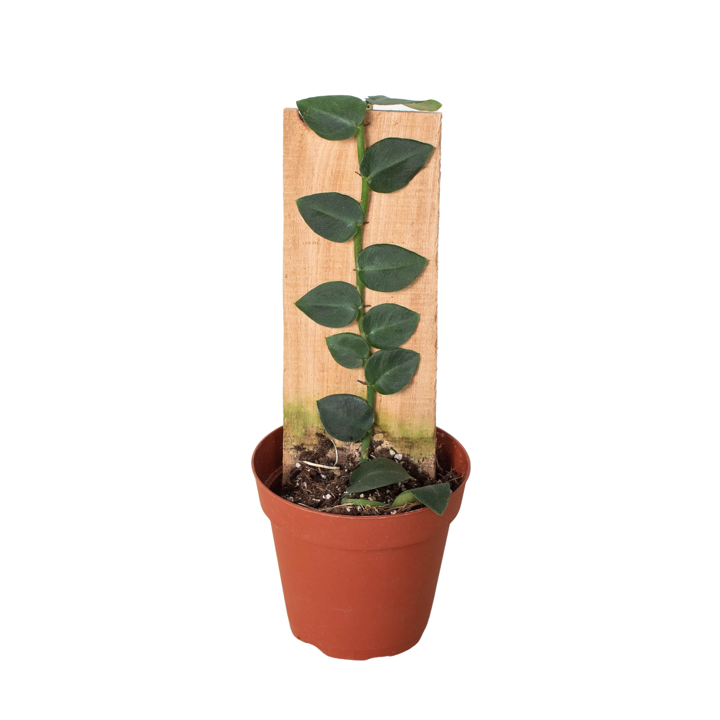 Rhaphidophora hayi