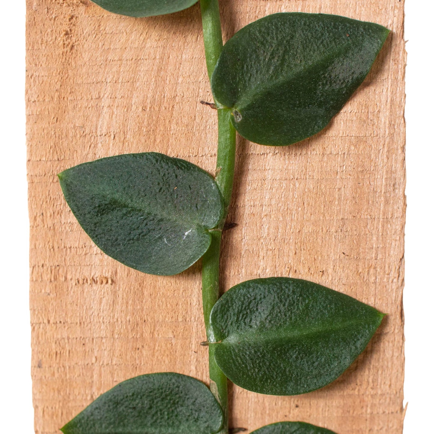 Rhaphidophora hayi