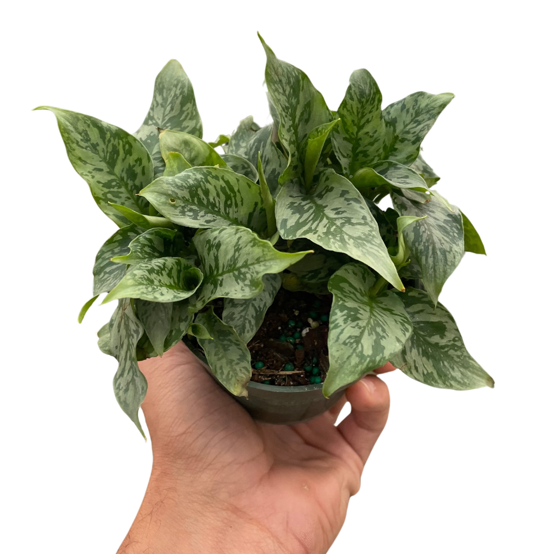 Thai Schismatoglottis