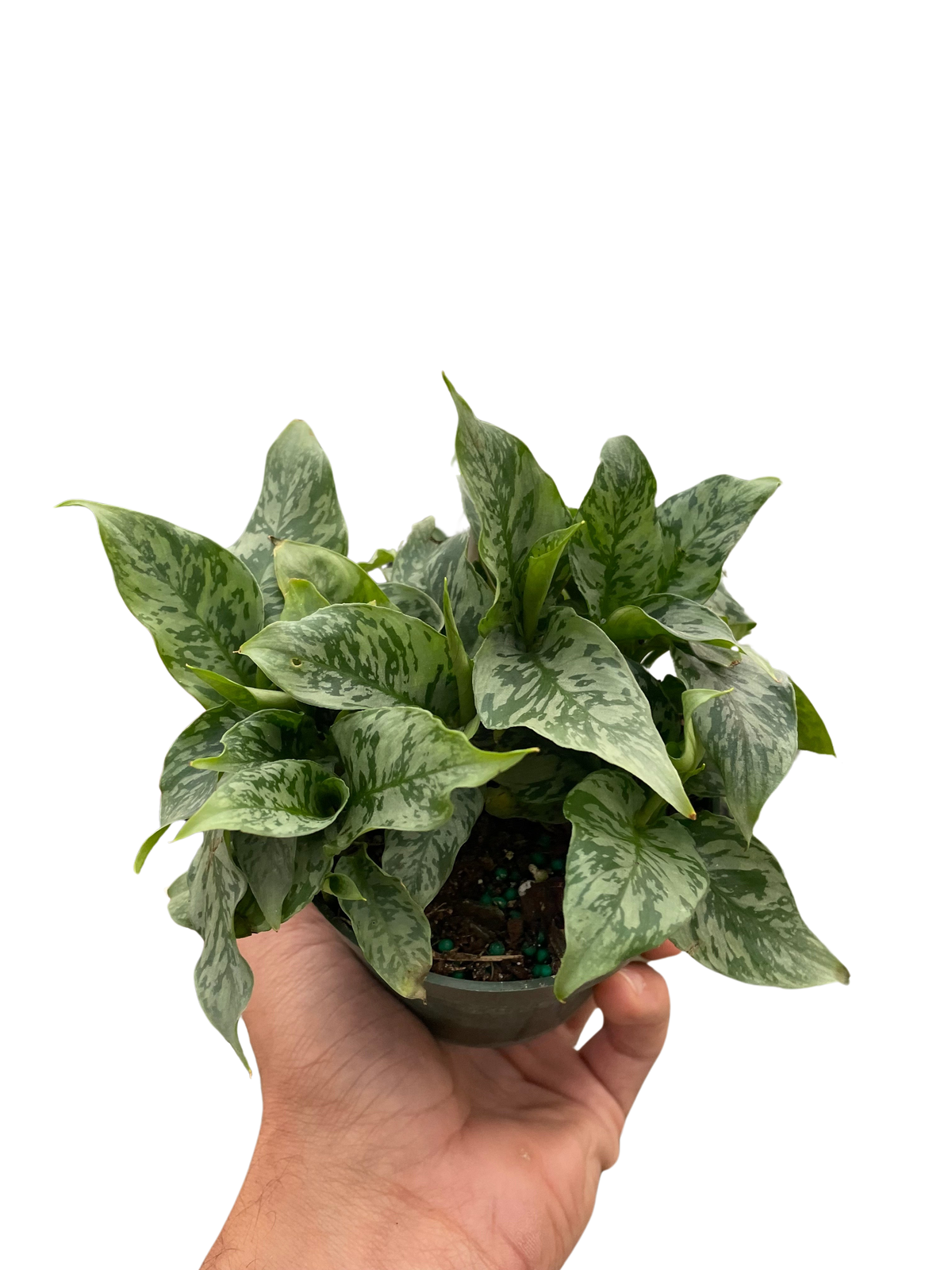 Thai Schismatoglottis