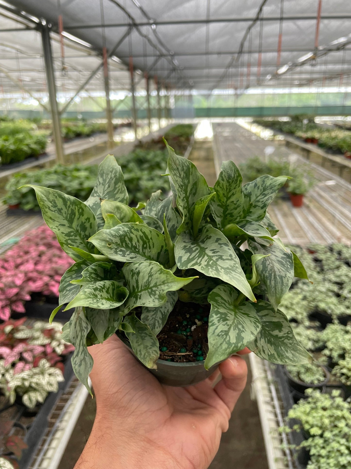 Thai Schismatoglottis