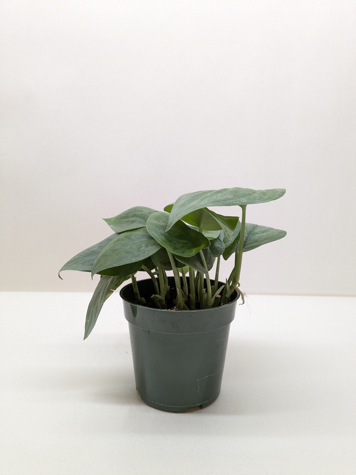 Scindapsus pictus 'Silver Hero'
