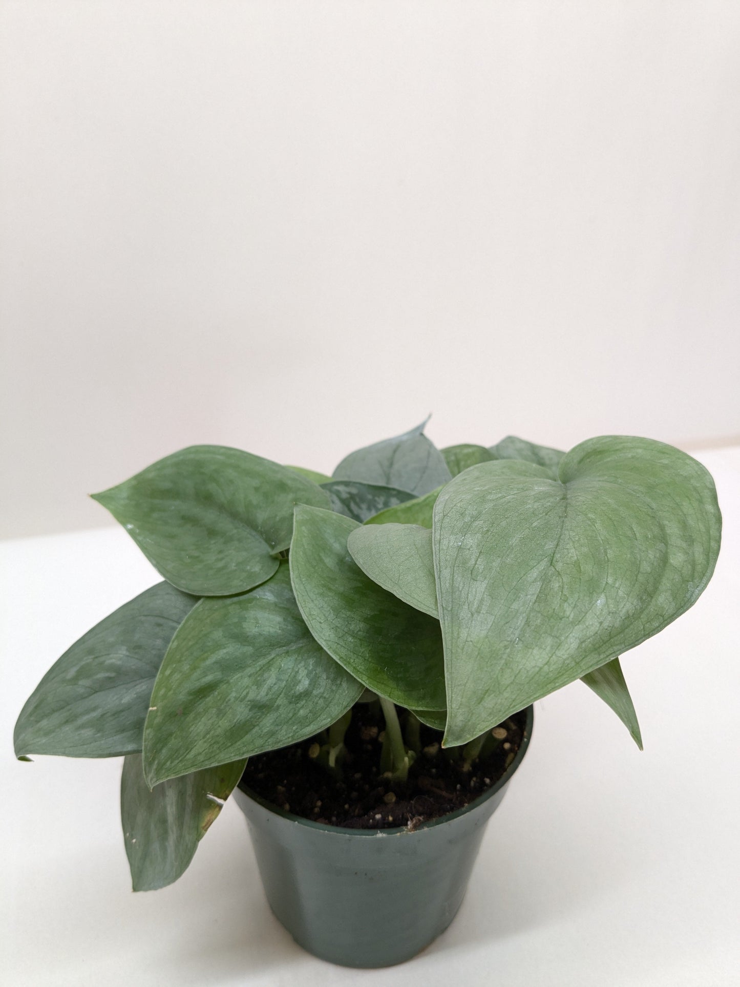 Scindapsus pictus 'Silver Hero'