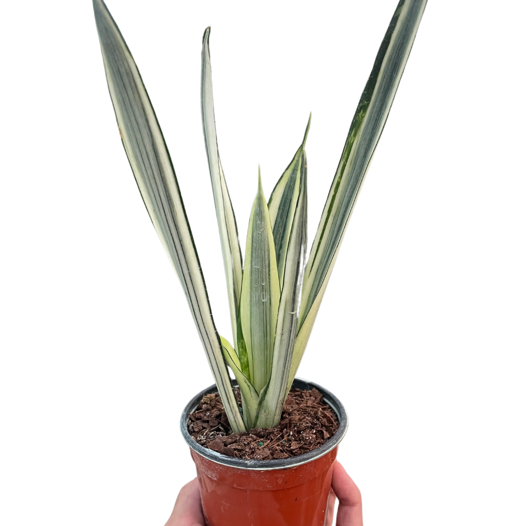 Snake plant 'Bantel's Sensation'