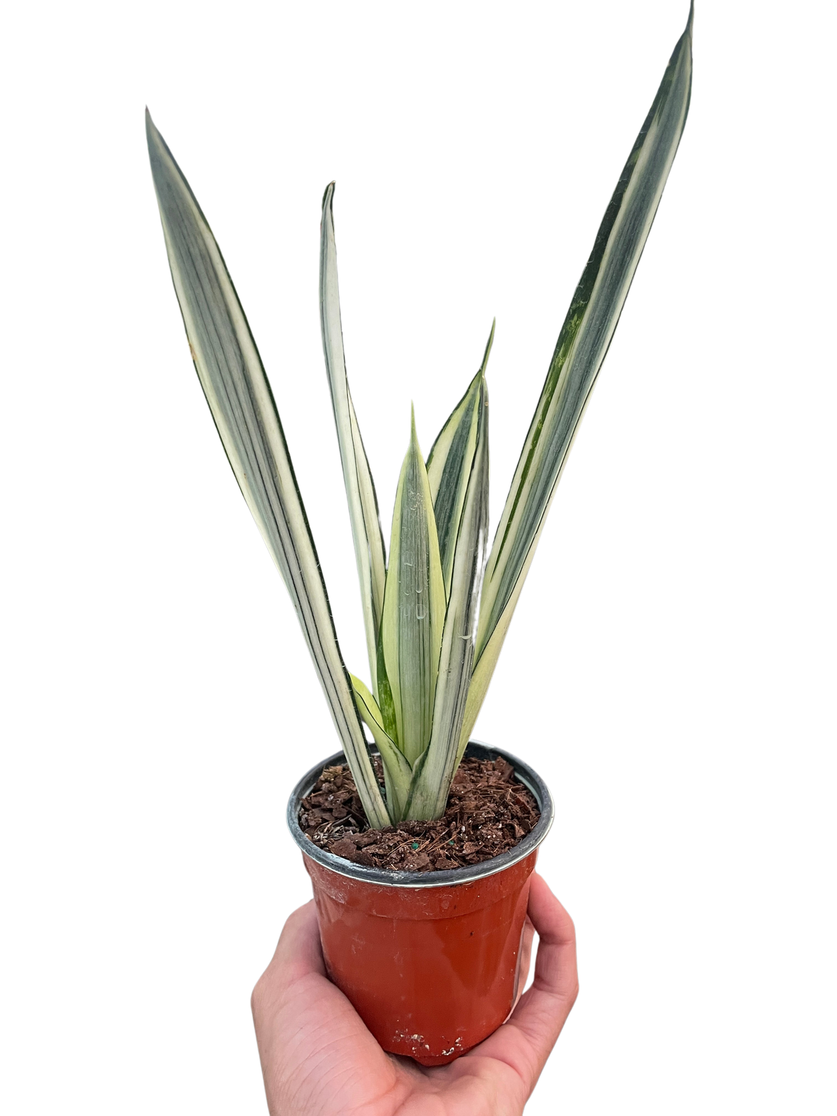 Snake plant 'Bantel's Sensation'