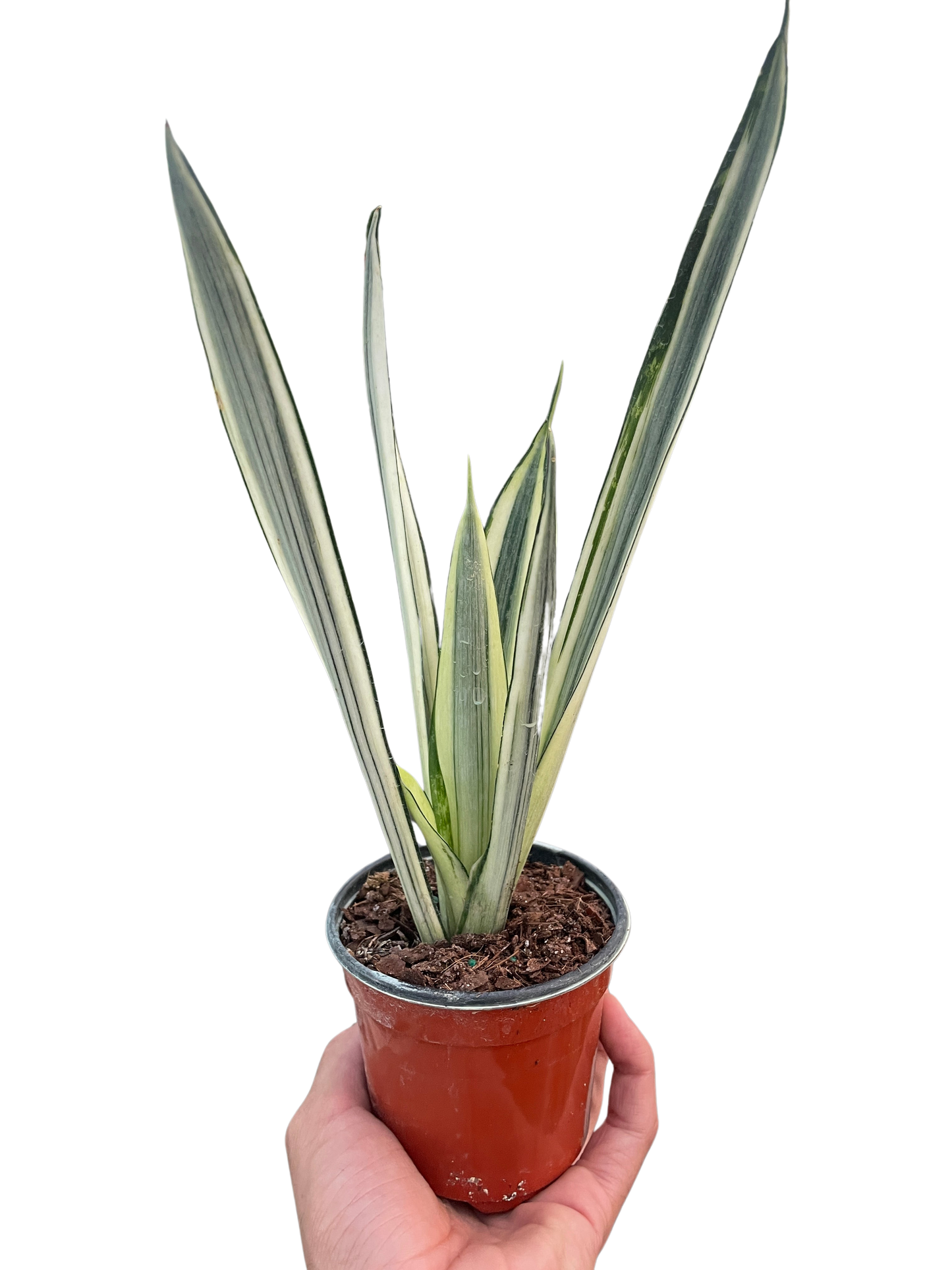 Snake plant 'Bantel's Sensation'