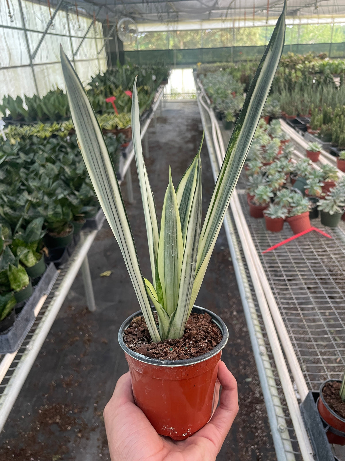 Snake plant 'Bantel's Sensation'