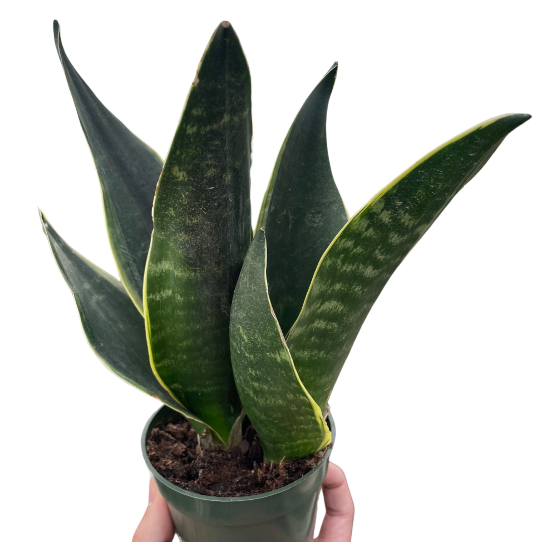 Snake plant 'Fabi'